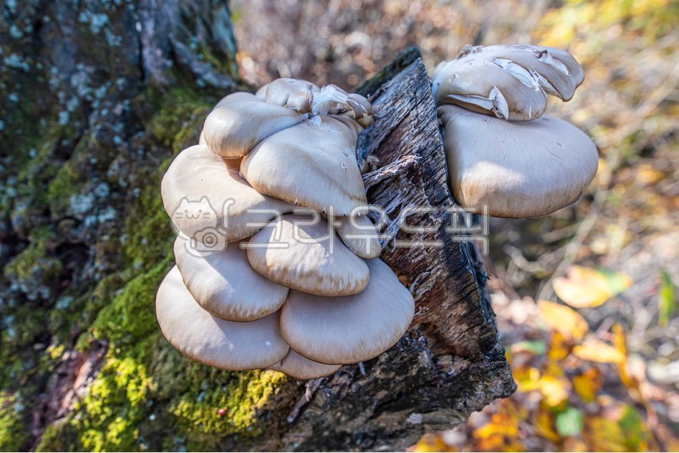 느타리,야생버섯,느타리과,식용버섯,버섯류,mushroom