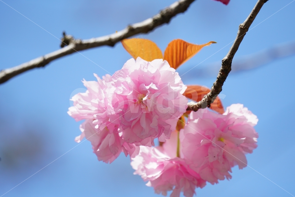 겹벚꽃,봄,꽃,플라워,나무,나뭇가지,하늘,이파리,자연,flower,nature,tree,spring,4월,식물,계절,season,감성,접사,macro,풍경,landscape,꽃사진,스냅,스넵,snap,경치,마크로,closeup,클로즈업,푸른하늘,sky,힐링,healing,식물,자연,plants,nature,봄,계절,spring,season,꽃,flower,plant