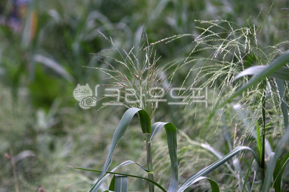 식물,plant,미국개기장,벼과,귀화식물