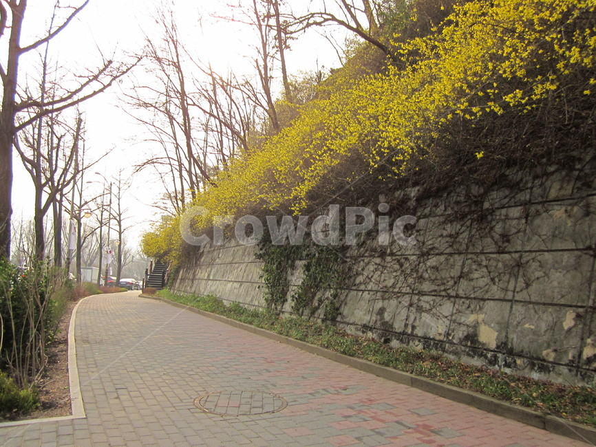 개나리,봄꽃,개나리개화,봄날,봄풍경,봄,계절,spring,season,자연,풍경,nature,landscape,path,통로,walkway,보도,flagstone,판석,sidewalk,pavement,포장