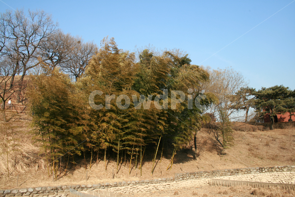 풍경,나무,겨울,대나무,식물,하늘,겨울,계절,winter,season,자연,풍경,nature,landscape,tree,plant,fir,전나무