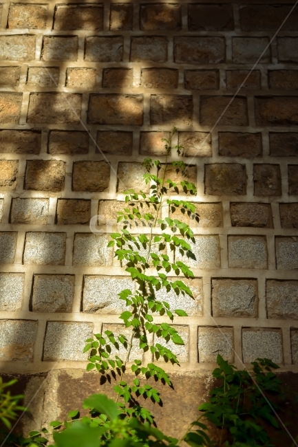 전통,담벼락,나무,한옥,풀,나뭇잎,식물,자연,plants,nature