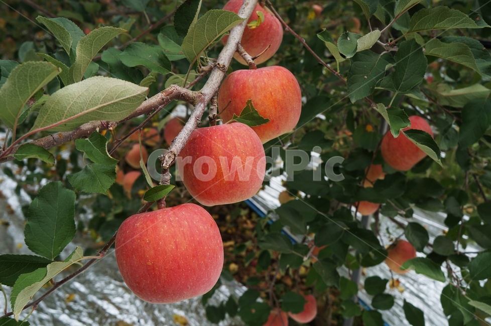 사과,결실,과일,빨간사과,가을,과수원,풍요,과일,열매,fruit