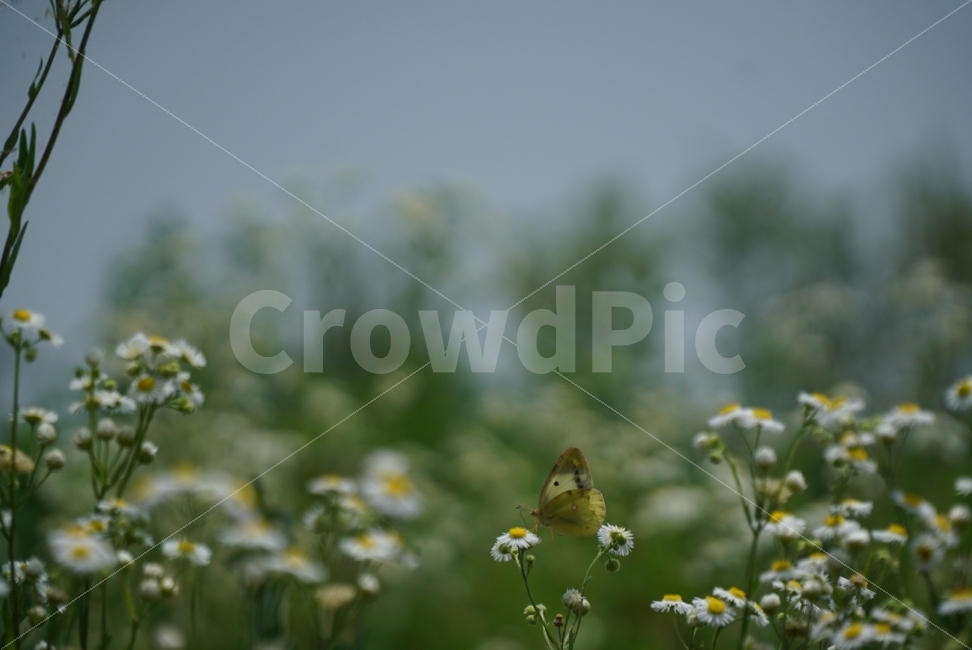 배경화면,바탕화면,나비,감성,꽃,꽃과나비,식물,자연,plants,nature,꽃,flower,동물,animal,곤충,벌레,insect,bug