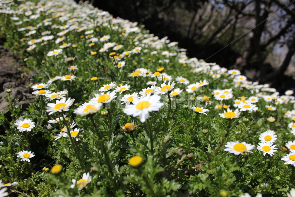 봄,꽃,제주도,flower,데이지,blossom,daisy,들꽃