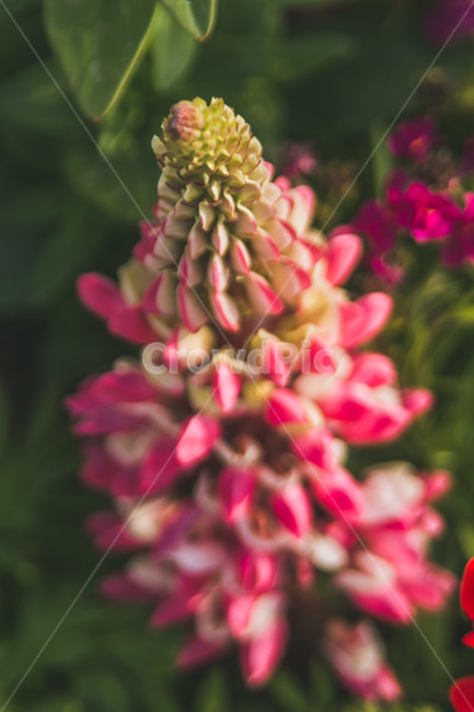 plant,blossom,식물,flower,꽃,식물,자연,plants,nature,꽃,flower