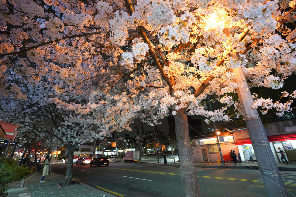공덕,벚꽃길,벚꽃,경의선숲길,효창공원역,벚꽃나무,벚꽃축제,야경,야화,cherryblossom,blossom,nightview,봄,계절,spring,season,야경,밤,풍경,nightscape,night,landscape,도시,city,한국도시풍경,한국도시경관,korea cityscape,plant,식물,asphalt,아스팔트