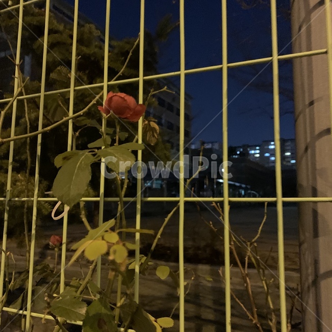 장미,rose,자연,night,밤,식물,자연,plants,nature,꽃,flower