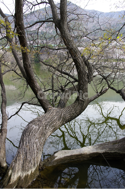 나무,호수,반영,식물,plant,식물,자연,plants,nature,나무,trees,wood