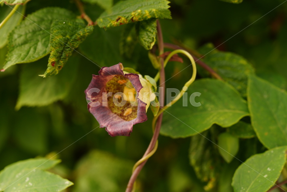 더덕,식물,약초,계절,여름,초롱꽃과,덩굴식물,꽃,야생,codonopsis,nature,plants,season,summer,flower,식물,자연,plants,nature,꽃,flower