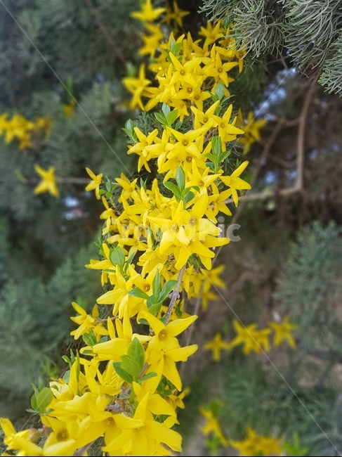꽃,개나리,봄,봄꽃,노란개나리,봄,계절,spring,season,식물,자연,plants,nature,꽃,flower,plant,blossom