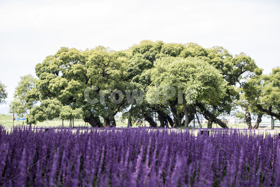맥문동,보라색,꽃,공원,가을,plant,식물,자연,풍경,nature,landscape