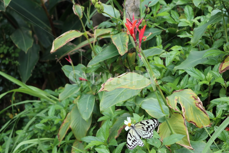 식물,꽃,나비,풀,plant,flower,blossom,butterfly