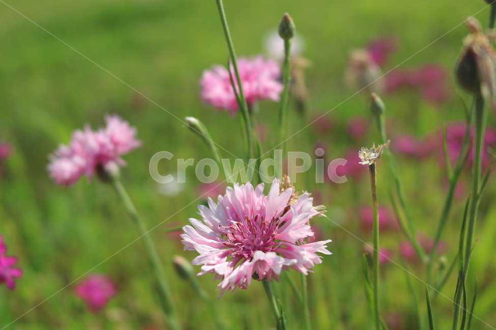수레국화,꽃,국화,식물,수레국화꽃,관상용,원예,식물,자연,plants,nature,꽃,flower