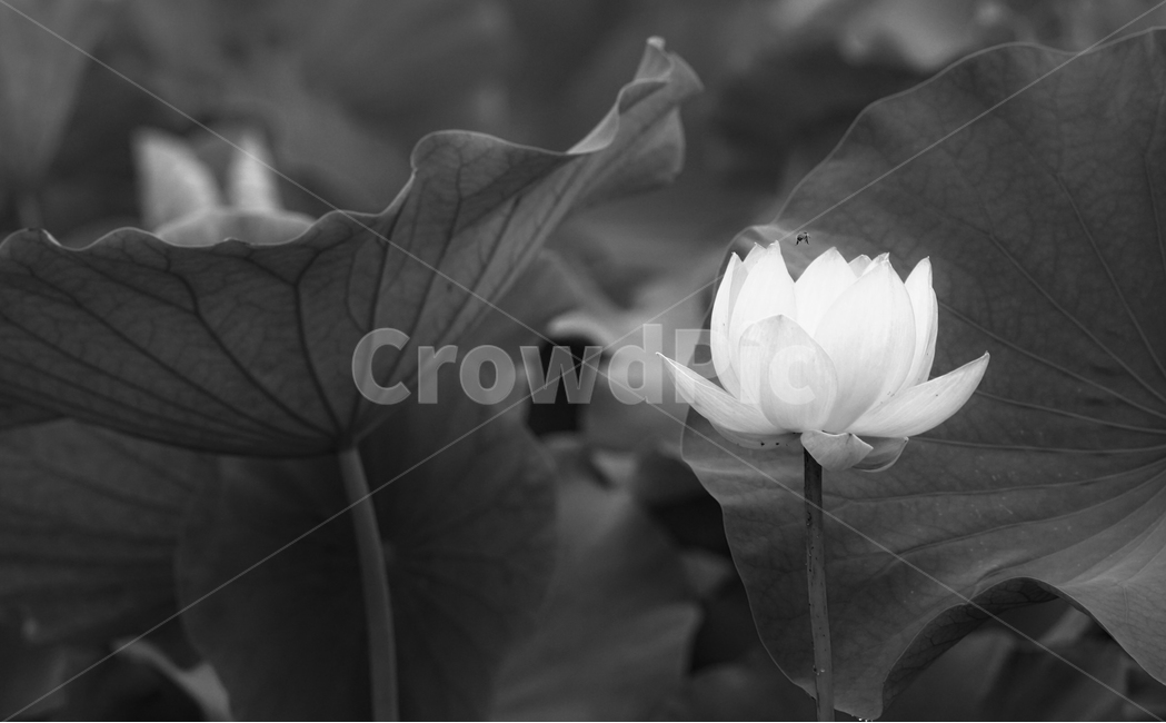 연밭,연,연꽃,식물,연밥,연잎,식물,자연,plants,nature,꽃,flower,흑백,모노톤,monochrome,black and white