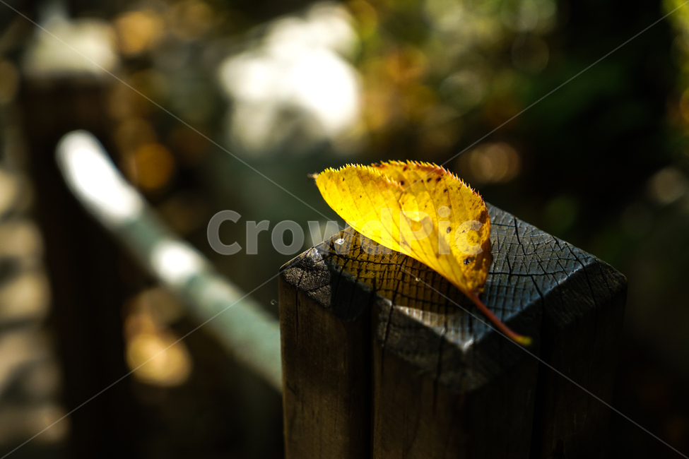 낙엽,단풍,가을,잎새,잎,나뭇잎,감성,자연,가을,계절,fall,autumn,season,감성,sensible,feeling,leaf,plant,식물,veins,정맥