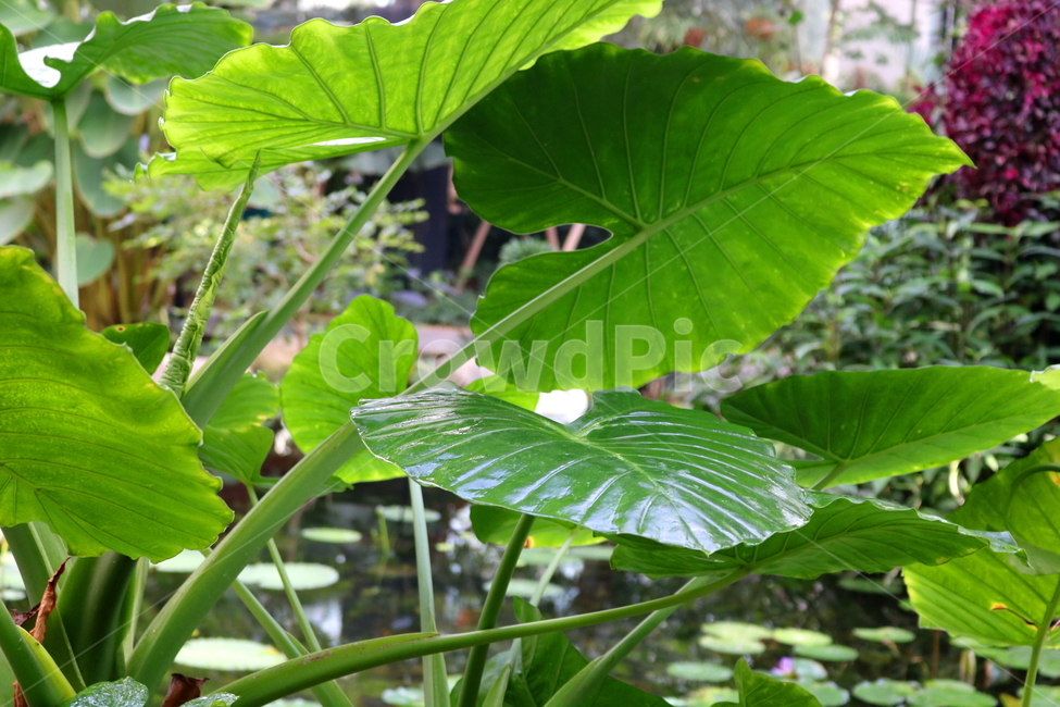 Cheonnam and,nature,vegetable,Botanical garden,Seoul Botanical Garden,Toryeon,Nancy Revenge,plant,Lets go,tropical plants,taro