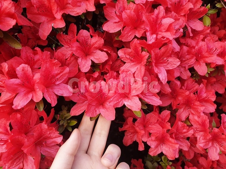 붉은꽃,봄,꽃잎,손,붉은색,블라썸,아름다움,화원,꽃향기,향기,꽃,암술,수술,녹색,줄기,식물,식물,자연,plants,nature,꽃,flower,신체일부,몸,body