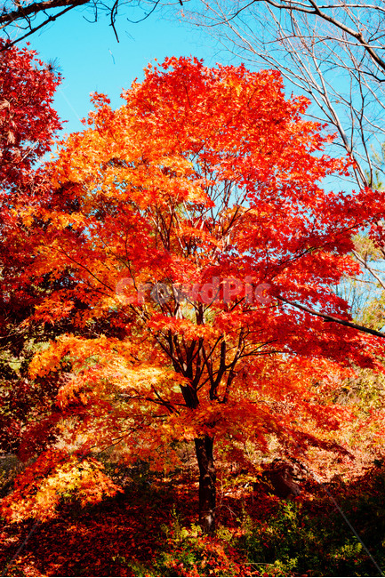 단풍,가을,자연,autumncolours,나무,단풍나무,autumn,fall,가을,계절,fall,autumn,season,leaf,잎,plant,식물,tree,maple