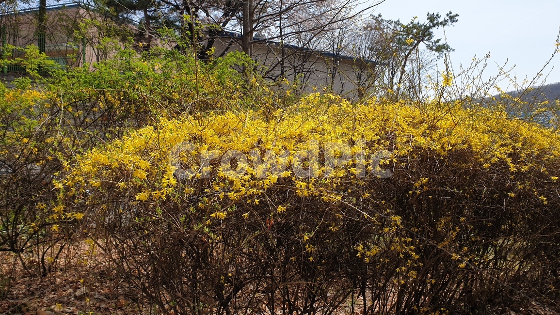 개나리,꽃,봄,식물,자연,flower,spring,plants,nature,tree,yellow,노란꽃,노랑색