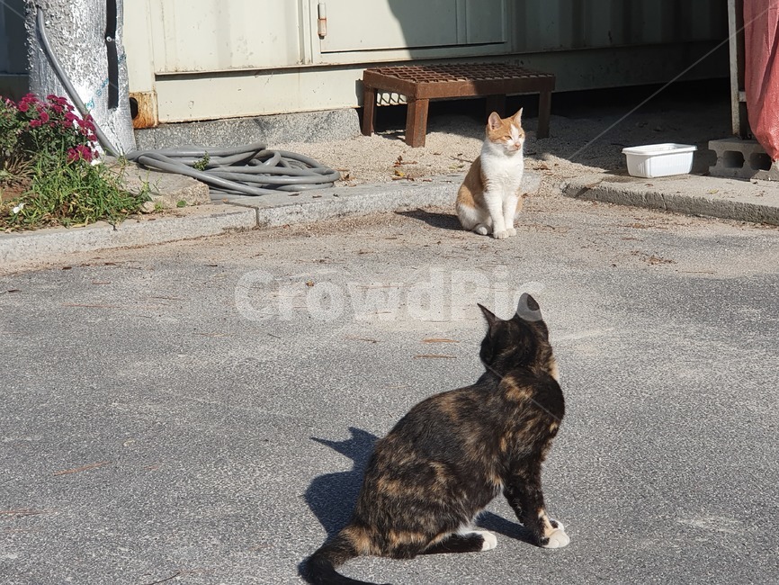 고양이,동물,애완동물,cat,pet,동물,animal,포유류,mammal,고양이,cat,kitten,kitty