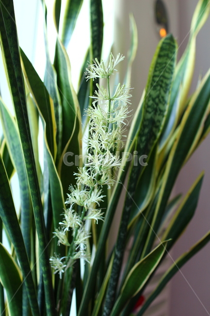 산세베리아,꽃,공기,정화,식물,flower,plants,purification,희귀