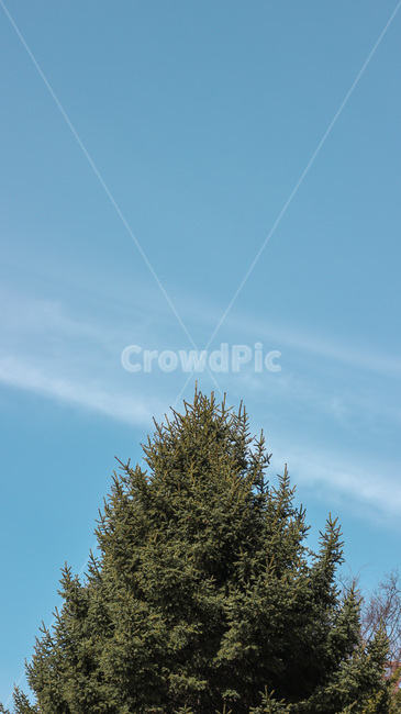tree,나무,plant,식물,소나무,잣나무,트리