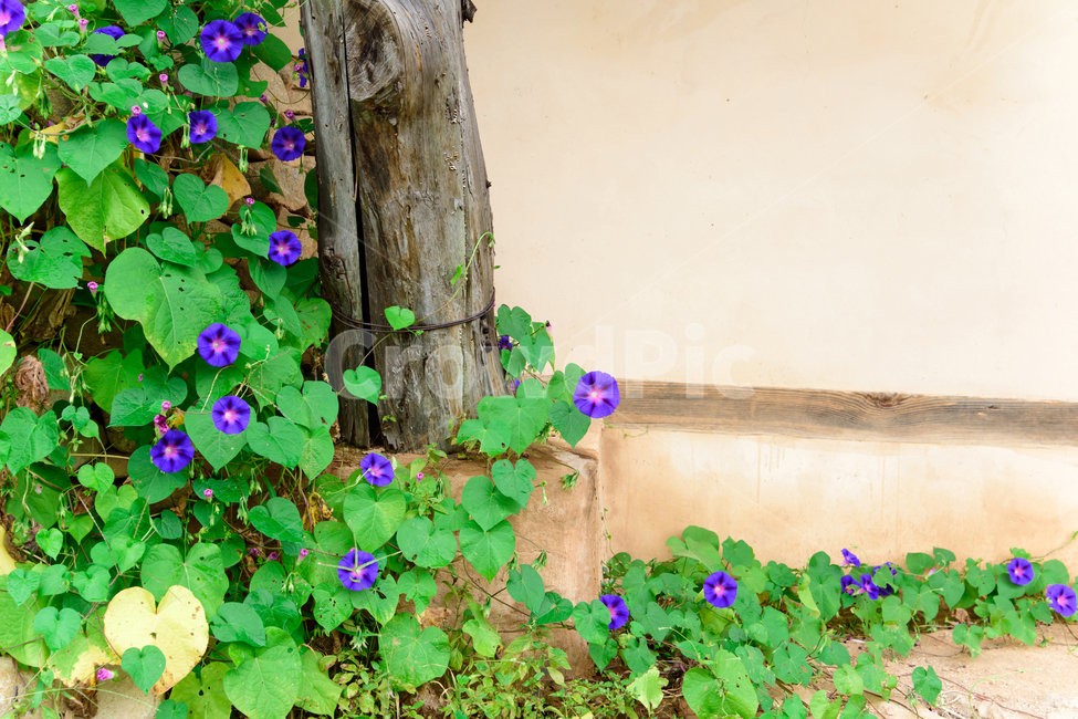 꽃,식물,나팔꽃,보라색,flower,식물,자연,plants,nature,꽃,flower