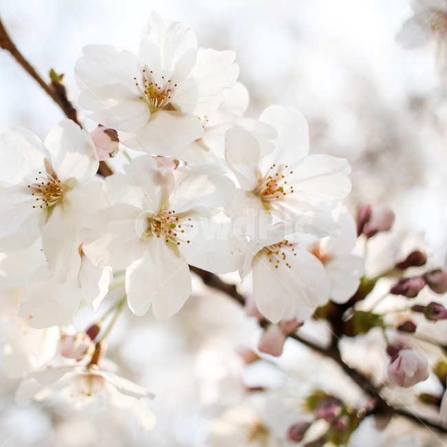 plant,식물,flower,꽃,blossom,봄,벚꽃,흰꽃