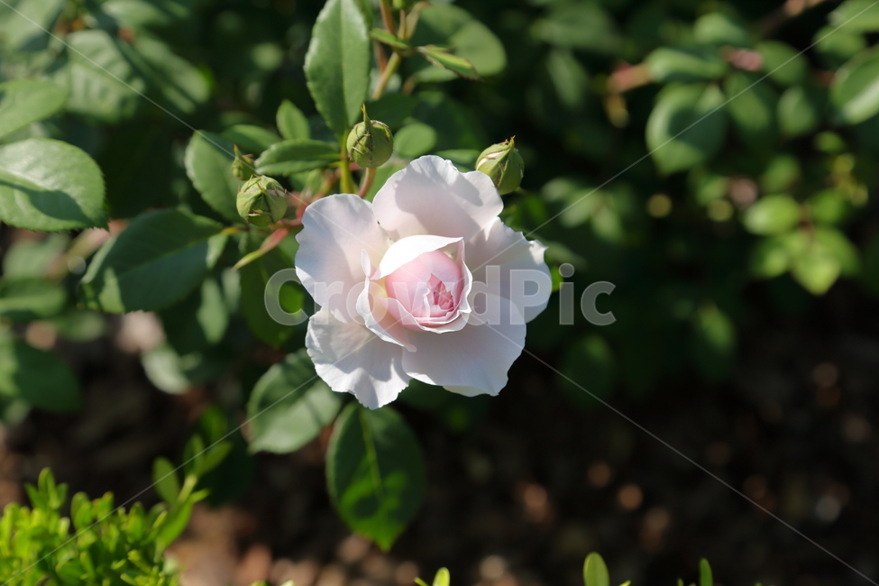 장미,장미꽃,꽃,rose,flower,백장미,하얀장미,5월,6월