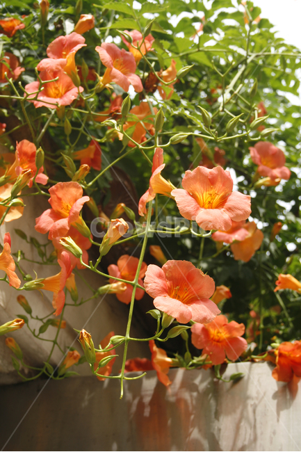 능소화,식물,flower,plants,nature,꽃,꽃봉오리,식물,자연,plants,nature,꽃,flower