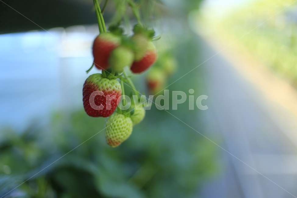 딸기,과일,열매,빨강,fruit,strawberry,nature,red,과실,농장,농작물,빨간,빨강색,맛있는,맛있다,싱싱한,음식,식재료,요리,food,cook,meal,dishes,food reserves,과일,열매,fruit,채소,야채,vegetables