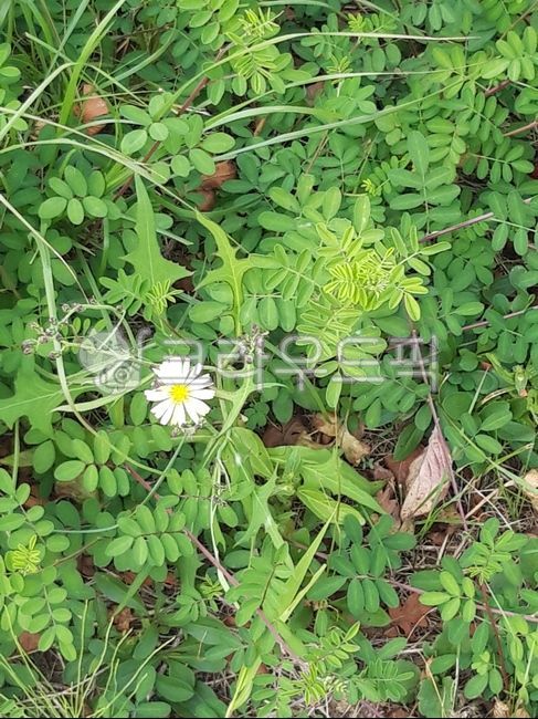white flower,blossom,plant,flower