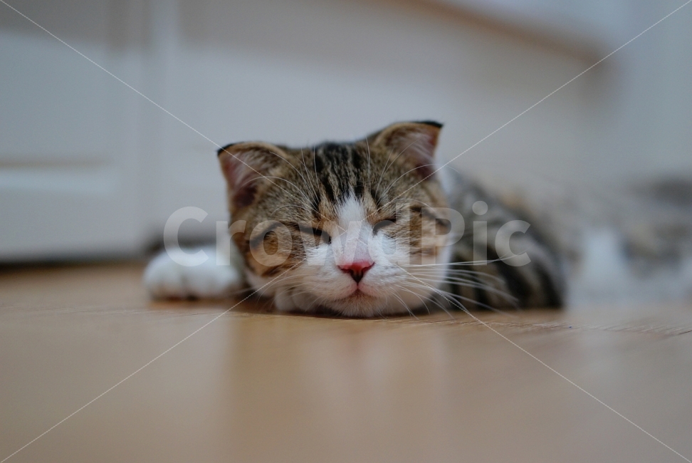 동물,고양이,잠,낮잠,졸음,아웃포커싱,아웃포커스,sleepy,cat,동물,animal,포유류,mammal,고양이,cat,kitten,kitty