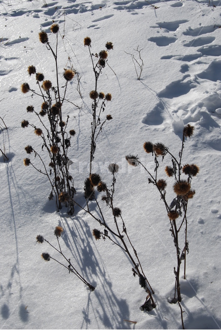 덕유산,겨울,공원,탐방로,자연,겨울,계절,winter,season,식물,자연,plants,nature
