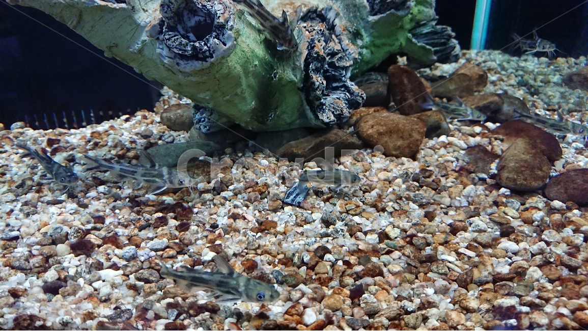 생물,물고기,수중,어항,물속풍경,열대어,관상어,수족관,동물,animal,어류,물고기,fish