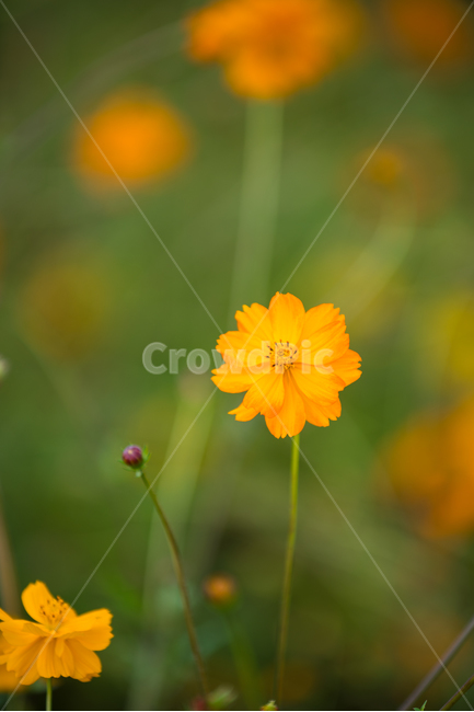 꽃,식물,꽃밭,자연,풍경,flower,가을,계절,fall,autumn,season,식물,자연,plants,nature,꽃,flower,plant,petal,꽃잎,blossom