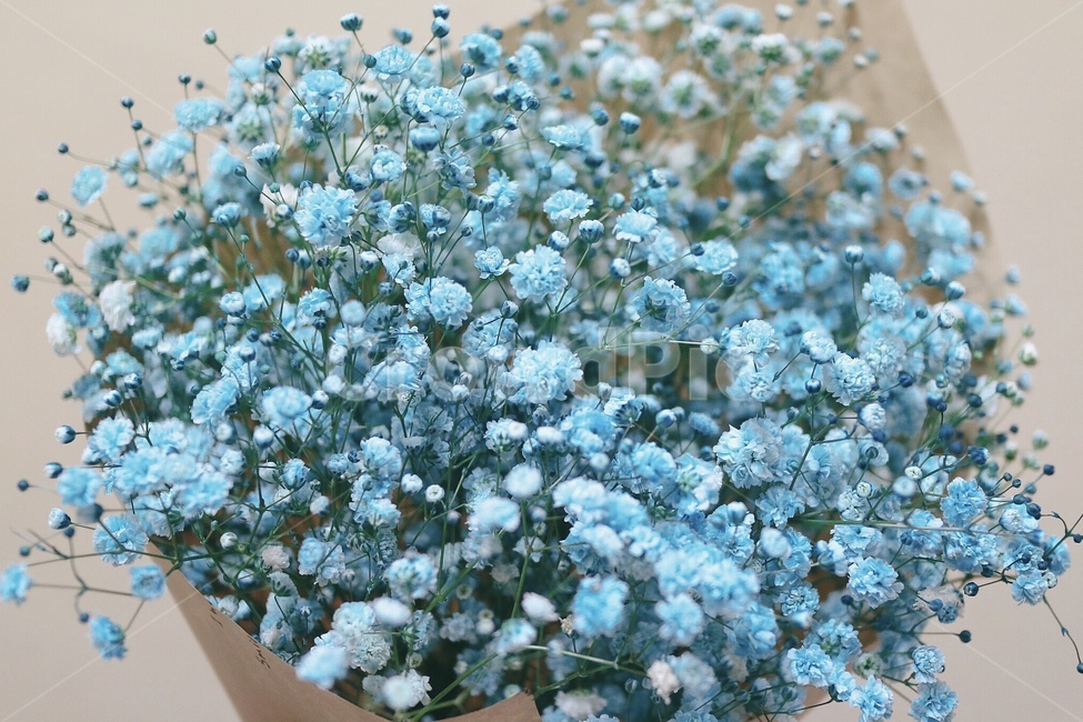 꽃,꽃다발,안개꽃,드라이플라워,선물,기념일,감성,컬러,블루,flower,식물,자연,색채,로맨틱,축하,꽃,flower,기념일,축하,anniversary,congratulation,celebrate,celebration