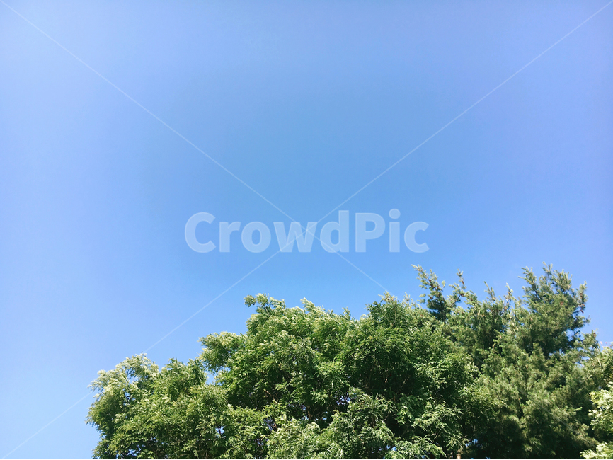 나무,공원,바람,하늘,자연,배경,백그라운드,맑음,여름,푸른,backround,sky,tree,nature,감성,자연,풍경,nature,landscape,plant,식물