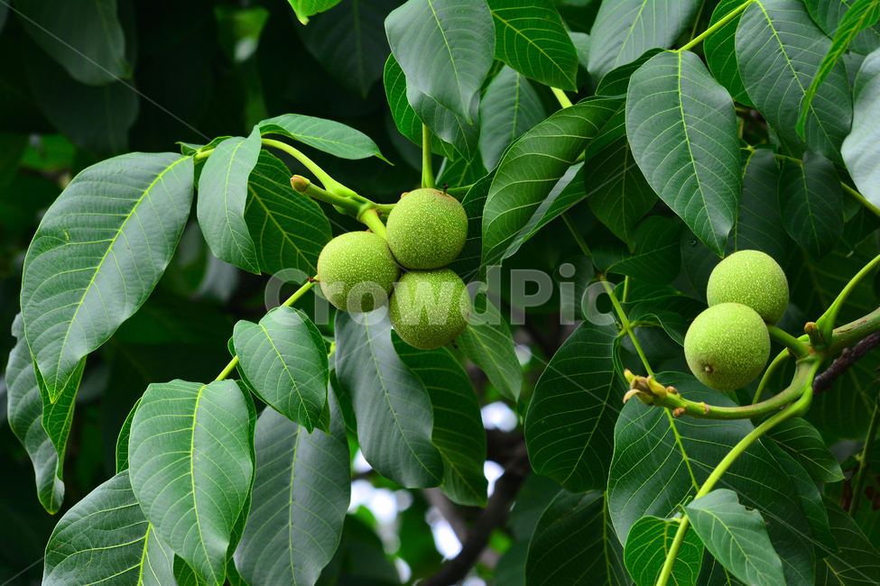 호두,과일,나무열매,고소한,견과류,건강식품,walnut,fruit,빵재료,신선한,과수원,호두나무,호두과자,식물,자연,plants,nature,음식,식재료,요리,food,cook,meal,dishes,food reserves,과일,열매,fruit