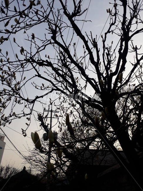목련,봄,목련나무,저녁,해질녁,나무,식물,자연,plants,nature,나무,trees,wood,실루엣,그림자,silhouette,shadow