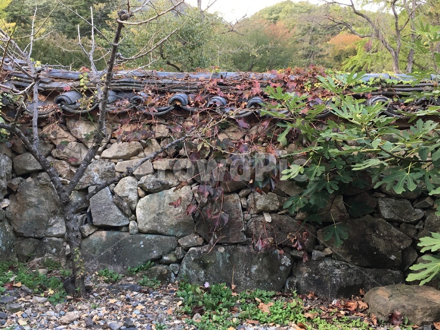 선암사,풍경,가을,낙엽,돌담장,담장,기와,산사,산지승원,절,사찰,불교,템플스테이,기도,유네스코,세계문화유산,덩쿨,산,뒤뜰,가을,계절,fall,autumn,season,한국전통,한국문화,korean traditional,korean culture,wall,벽,stone wall,돌담