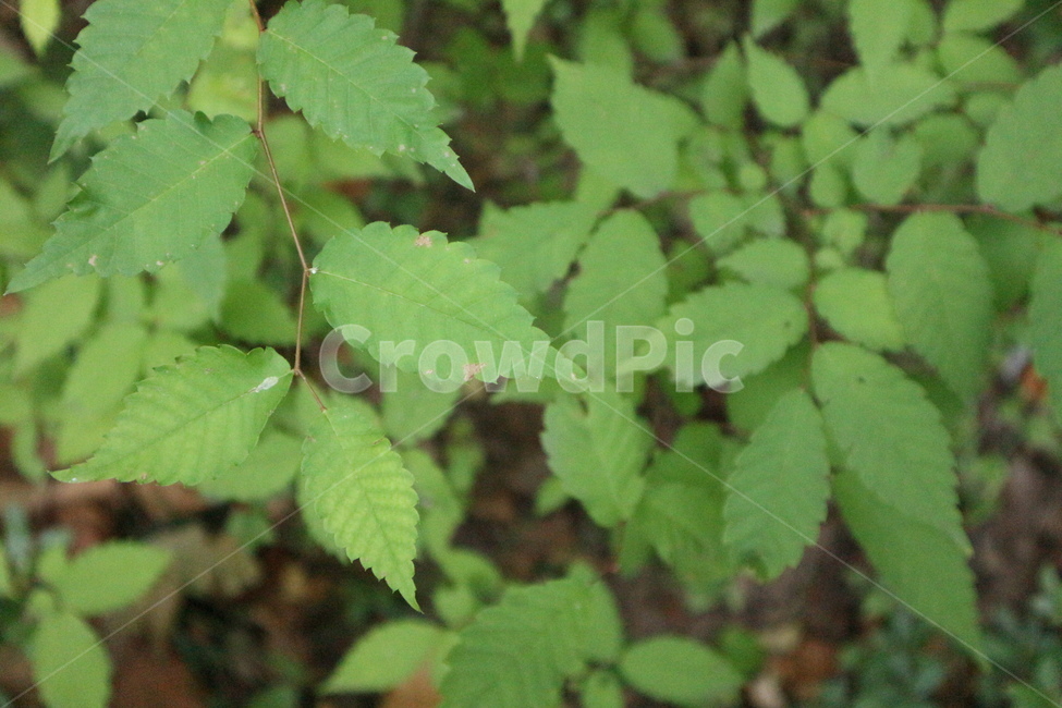 식물,초록,자연,green,나뭇잎,식물,자연,plants,nature