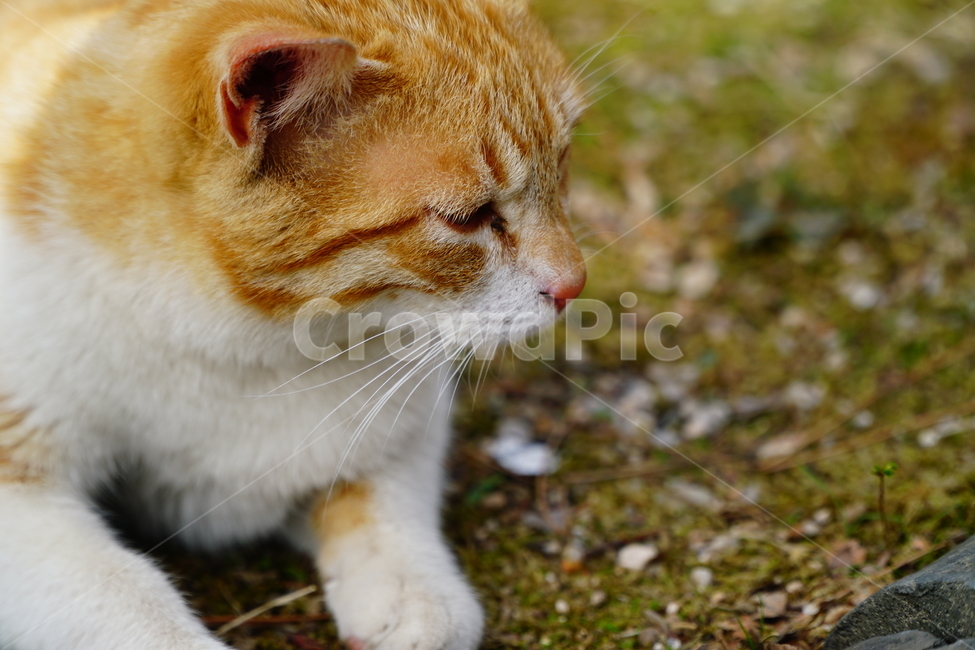고양이,길고양이,동물,포유류,cat,animal,야옹,냐옹,야옹이,냐옹이,삼색고양이,4월,봄,april,spring,풍경,landscape,alleycat,짐승,식물,꽃밭,화단,동물,animal,포유류,mammal,고양이,cat,kitten,kitty