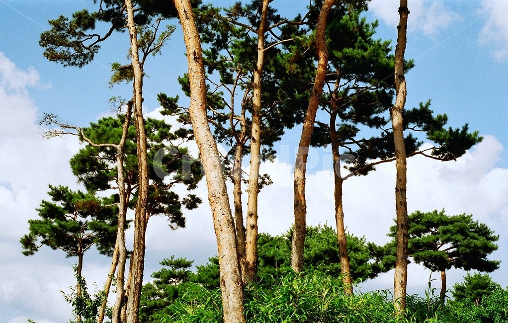 나무,소나무,하늘,푸른,tree,초록,자연,침엽수,풍경,파란,초록빛,감성,감성사진,배경,청량함,fresh,green,식물,자연,plants,nature,나무,trees,wood