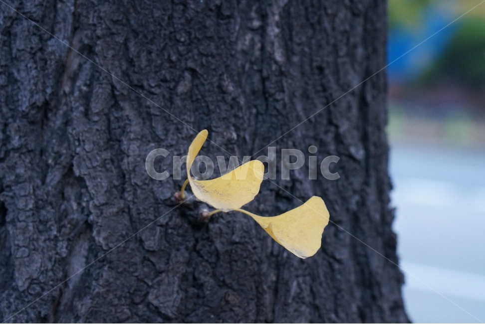 plant,꽃잎,식물,petal,은행잎,가을,계절,fall,autumn,season,flower,꽃,blossom