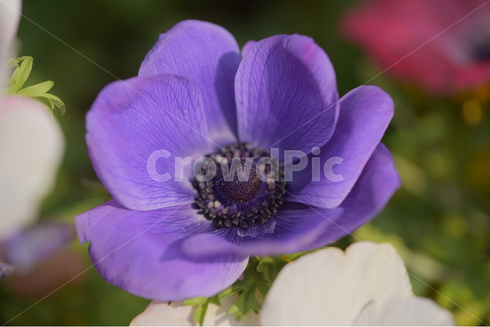 꽃,봄,자연,식물,야생화,풍경,식물,자연,plants,nature,꽃,flower