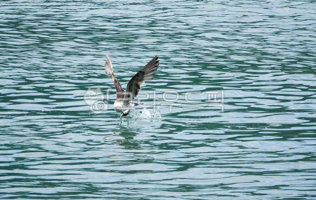 동물,갈매기,왜가리,먹이사냥,먹잇감,부리,물,바다,수면,물고기,다이빙,순간,날렵한,날샌,민첩성,바다새,조류,먹이사슬,해변,야생,야생동물,물장구,날개,날개짓,비상