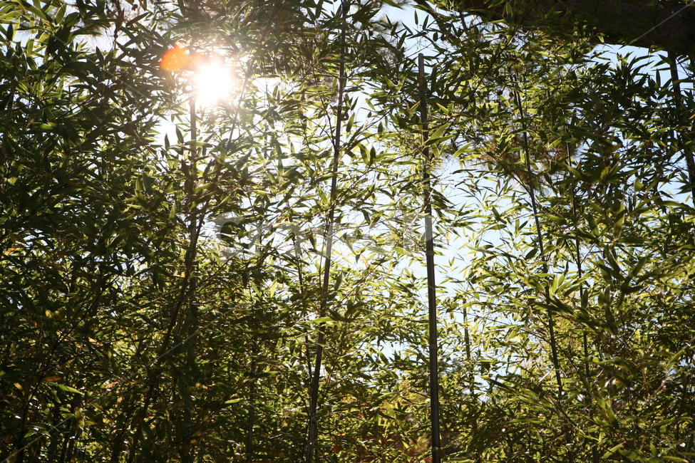 자연,빛,나무,숲,풍경,일상,휴양,자연,풍경,nature,landscape,light,flare,플레어,sunlight,햇빛