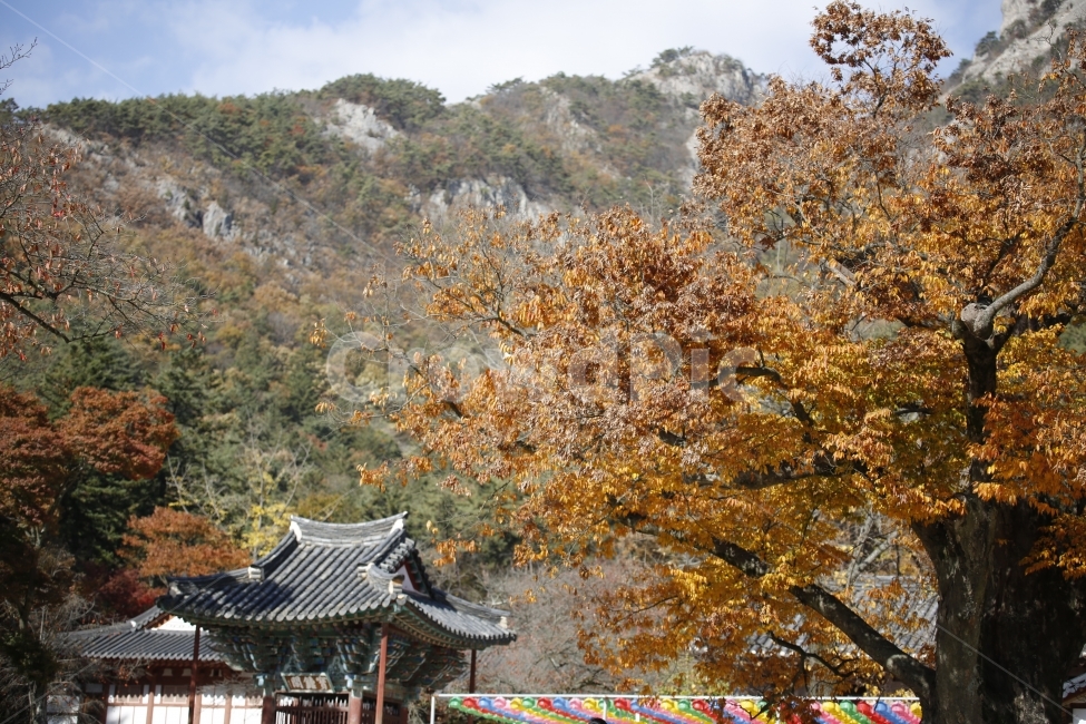 가을,낙엽,가을사진,단풍,은행,하늘,풍경,풍경사진,감성사진,감성,landscape,단풍놀이,출사,가을,계절,fall,autumn,season,한국전통,한국문화,korean traditional,korean culture,식물,자연,plants,nature,architecture,건축물,building,건물,temple,신전,worship,예배